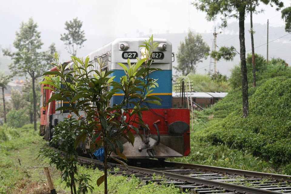 Train on tea plantation